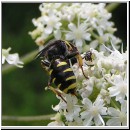 Ectemnius lapidarius - Grabwespe w03.jpg